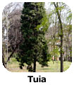 Tuia